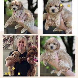 Lemon - Apricot female Poodle puppy in Dallas, Texas from Infinity Poodles