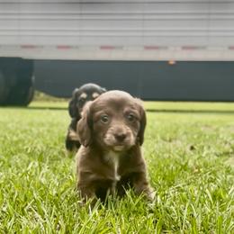 Jill - Chocolate and tan female Dachshund puppy in Aiken, South Carolina from State Eight Dachshunds