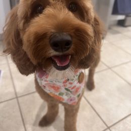 Goldendoodle Puppies from Goldendoodle Love