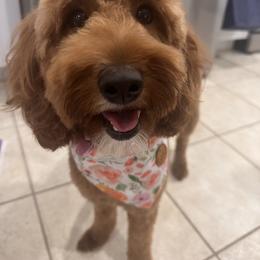 Goldendoodle Puppies from Goldendoodle Love
