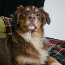 Australian Shepherds from Jaquelyn Harney