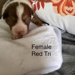 Rosalee - Red tri-color female Miniature American Shepherd puppy in Polo, Missouri from Fuzzbottom Miniature American Shepherd