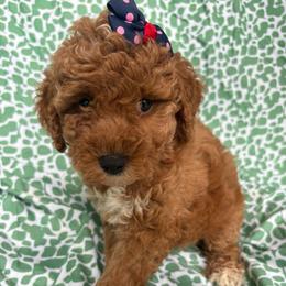 Independence - Red  female Goldendoodle puppy in Camden, North Carolina from Oopsie Doodles of NC