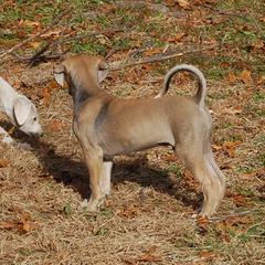 Saluki Puppies from Obi-Wan Salukis