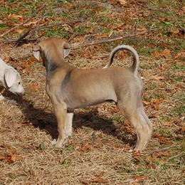 Saluki Puppies from Obi-Wan Salukis