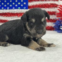 Marsha Male 3 - Black and silver male Miniature Schnauzer puppy in Pageland, South Carolina from New Haven Farms