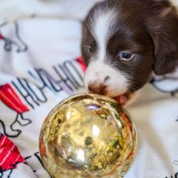 Dachshund Puppies from The Well Tempered Dachshund