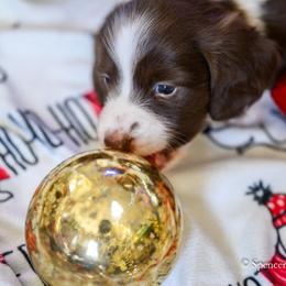 Dachshund Puppies from The Well Tempered Dachshund