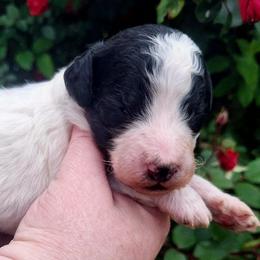 Berlin-black phantom parti - Phantom male Poodle puppy in Cypress Inn, Tennessee from Nine Pines Poodles