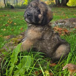 Boy - Sable male Saint Berdoodle puppy in Castle Rock, Washington from PNW Saint Berdoodles
