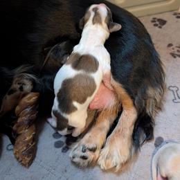 Miles - Piebald male Dachshund puppy in Annandale, Minnesota from Weiners on a Hill