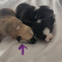 Madeleine - Red Girl - Red female Pembroke Welsh Corgi puppy in Griffin, Georgia from Rollnoaks & Cottontail AKC Pembroke Welsh Corgis