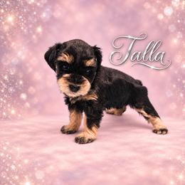 Talla - Black and silver female Miniature Schnauzer puppy in Daisetta, Texas from Winfree’s Schnauzers