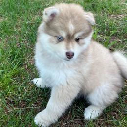 Zion - Red and white male Pomsky puppy in Rathdrum, Idaho from Smart Pomskies and Frenchies
