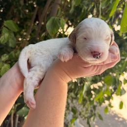 Colin - Parti male Goldendoodle puppy in Barstow, California from Golden Desert Doodles