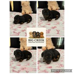 Cleo - Black and tan female Dachshund puppy in Durant, Oklahoma from Big Creek Mini Dachshund