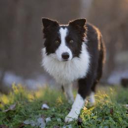 Kayce - Border Collie