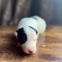 Snoopy - Black and white female Border Collie puppy in Jefferson, Pennsylvania from Willis Farm