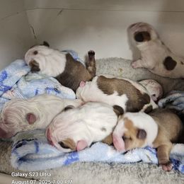 Bulldog puppies from Stout's Hunting Labs and trsbullies