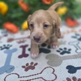 Trusty - Cream female Dachshund puppy in Grant, Michigan from Low Down Dashchuand