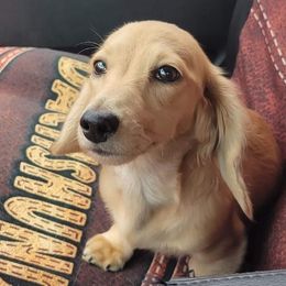 Dachshunds from Joy's Diamond Dachshunds