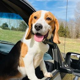 RCS MEET ME IN ST LOUIE (LOUIE) - Black tan and white Beagle puppy in Mansfield, Missouri from Rippee Creek Kennel