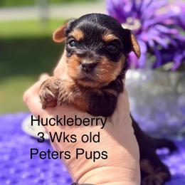 Huckleberry - Black and tan male Yorkshire Terrier puppy in Hertford, North Carolina from Peters Pups AKC Yorkshire Terriers