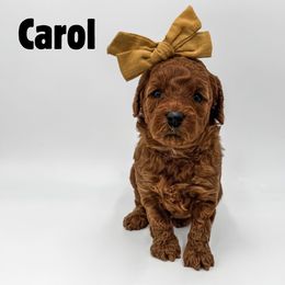 Carol - Red  female Goldendoodle puppy in Eagle Mountian, Utah from The Puppy Family