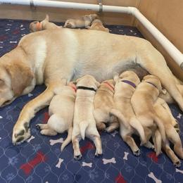 Labrador Retriever Puppies from Green Mountain Labradors