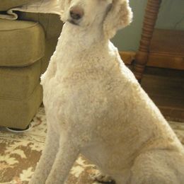 Goldendoodles from Cody & Mikki's Babies