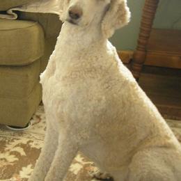 Goldendoodles from Cody & Mikki's Babies