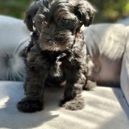 Chloe - Black female Yorkipoo puppy in New Britain, Connecticut from Goldendoodles Yorkiepoo Stars CT