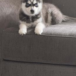 Pomsky, Rottweiler, Shetland Sheepdog, and Toy Shetland Sheepdog Puppies from Mountain High Kennels