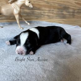 Arrow - Black & white male Australian Shepherd puppy in Newton, Mississippi from Bright Star Aussies