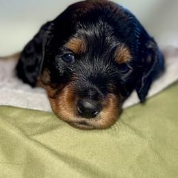Toffee - Black and tan female Dachshund puppy in Cypress, California from Dickeys Doxies