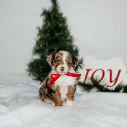 Muffin - Brown merle female Aussiedoodle puppy in Sharpsburg, Georgia from Steindoodles