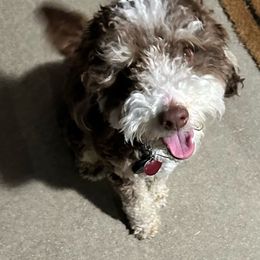 Maverick - Bernedoodle