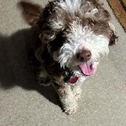 Maverick - Bernedoodle