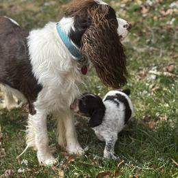 Billy Idol - Liver white and tan English Springer Spaniel puppy in Statesville, North Carolina from Rockin’ Slow Farms