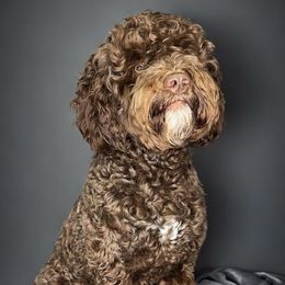 Zeus - Australian Labradoodle