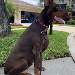 Doberman Pinschers from Ikaika ‘Ohana Dobermans