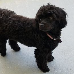 Maltipoos and Poodles from Precious Pups