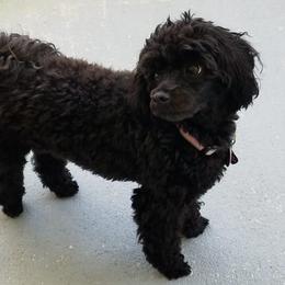 Maltipoos and Poodles from Precious Pups