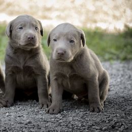Dilute Retrievers and Labrador Retrievers from Slone's Silver Creek Labradors