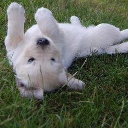 Golden Retriever Puppies from Dewey Creek Goldens