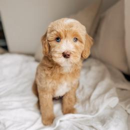 Beat It - Red  male Goldendoodle puppy in Syracuse, Indiana from The Doodle Cove