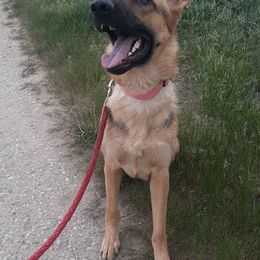 German Shepherds from Wolf Creek German Shepherds