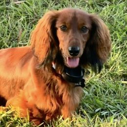 Jax - Dachshund