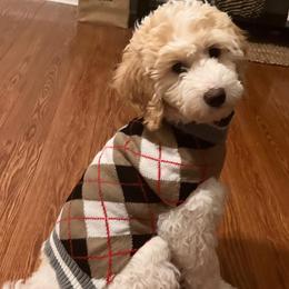 Goldendoodle Puppies from Happy_Tails_by_TJ