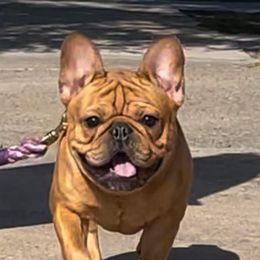 Titan - French Bulldog